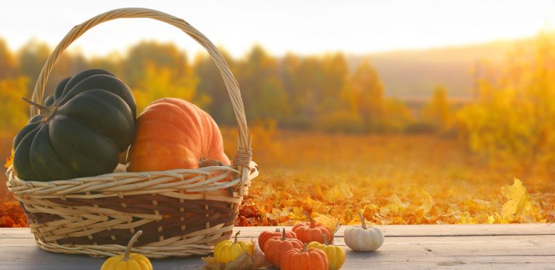 Basket filled with pumpkins sitting on a table outside surrounded by fall trees.
